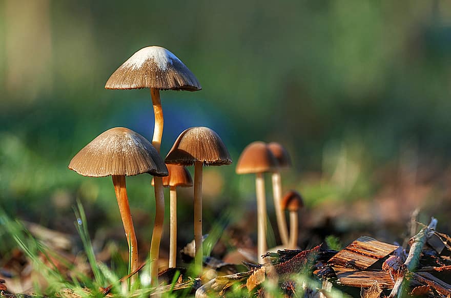 гриб, грибок, природа, токсичный, ядовитый, натуральный, опасно, грибковый, макрос, лесистая местность, завод
