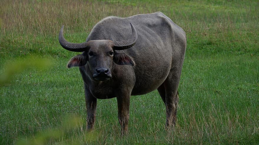 buffel, koe, vee, farm, dier, natuur, zoogdier, landbouw, landelijk, platteland, rundvlees