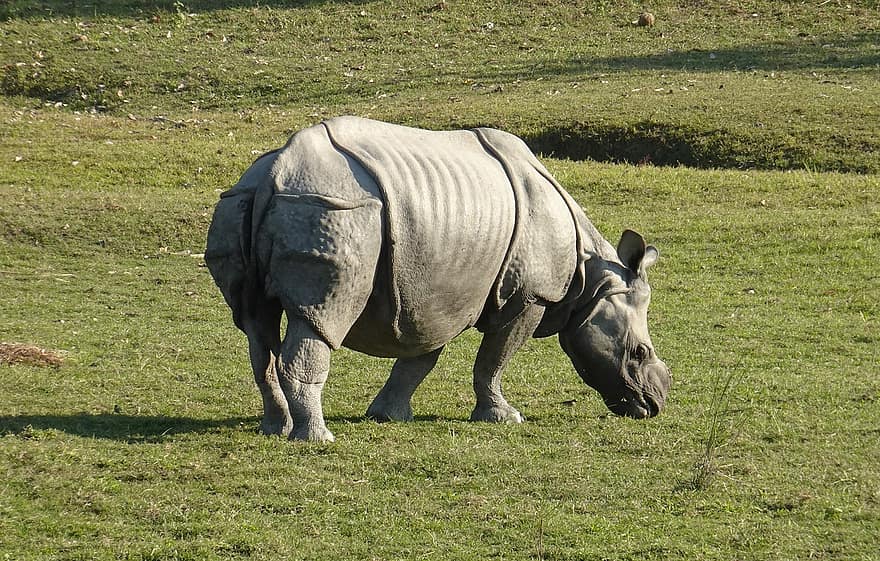 rinoceronte, um chifre, animal, selvagem, animais selvagens, ameaçadas de extinção, unicornis, kaziranga, Parque Nacional, santuário, assam