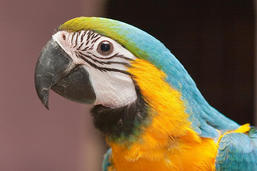 papegøje, fugl, fjer, næb, aviær, multi farvet, gul, ara, kæledyr, tæt på, blå
