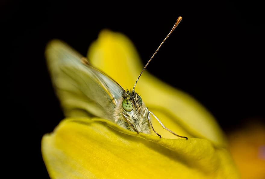 papallona, insecte, flor, pètals, antenes, planta, naturalesa, primer pla, macro, groc, color verd
