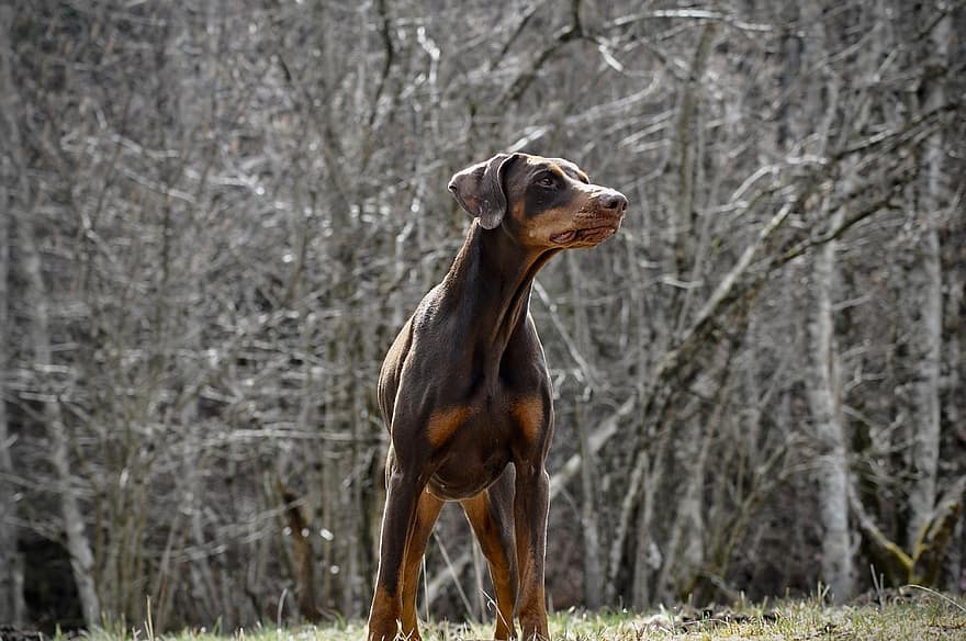 Dobermann, perro, mascota, animal, Perro domestico, canino, mamífero, linda, adorable, al aire libre, bosque