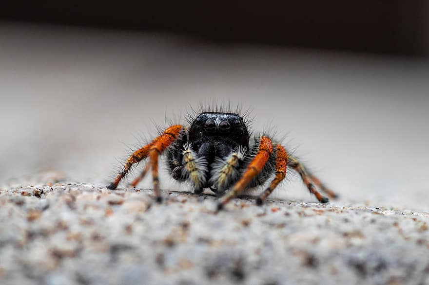 laba-laba, salticidae, serangga, berbulu, arakhnida, arachnofobia, arachnophobisch, fobi, web, fotografi makro, takut