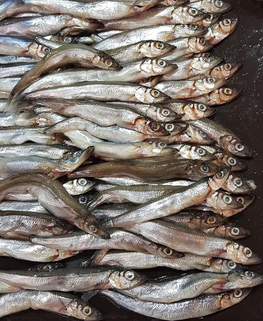 риба, храна, суров, Морска храна, прясно, улов, свежест, здравословно хранене, едър план, улов на риба, гастроном
