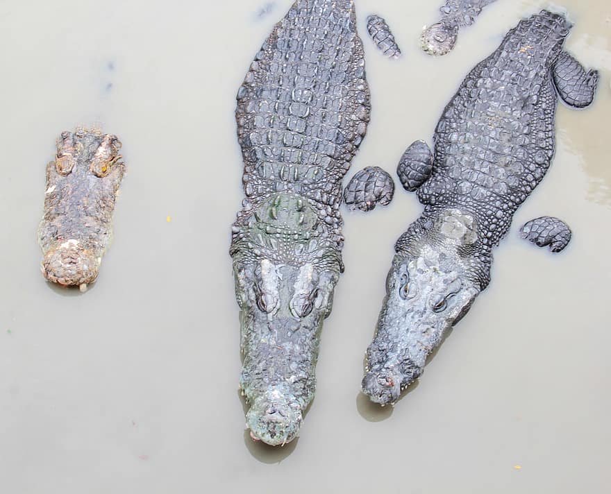крокодилов, река, живая природа, животные