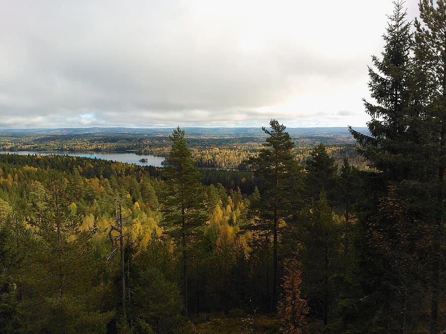 Příroda, les, podzim, stromy, scenérie, jezero, värmland