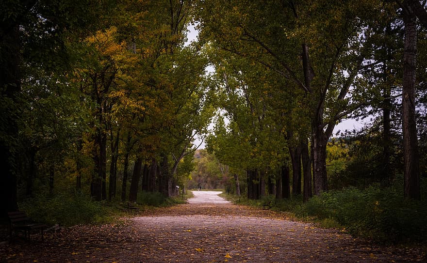 drzewa, odchodzi, listowie, ścieżka, Droga, aleja, las, jesień, drzewo, liść, pora roku