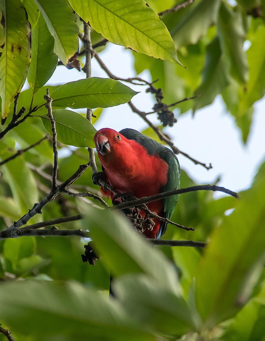 královský papoušek, alisterus scapularis, pták, jíst, mužský, Pírko, Červené, zelená, pixabay, divoký, Queensland