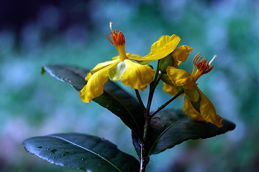 hypericum, St John's wort, κίτρινα άνθη, λουλούδια, χλωρίδα, φύλλο, γκρο πλαν, φυτό, κίτρινος, καλοκαίρι, λουλούδι