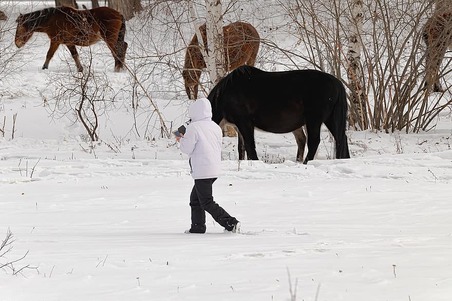 con ngựa, sương giá, nông trại, tuyết, lạnh, động vật có vú, đồng cỏ, ngoài trời, người cưỡi ngựa, cánh đồng, ngựa