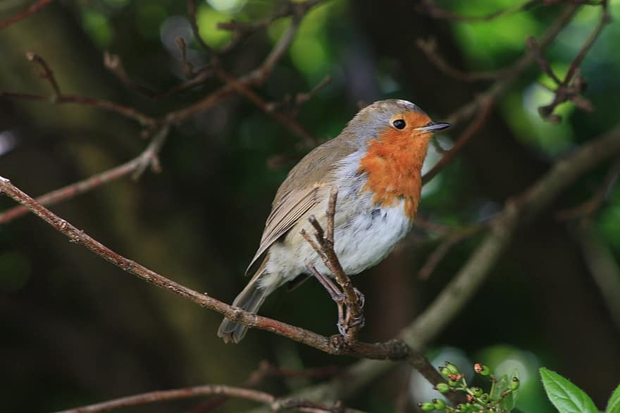robin, pássaro, natureza urbana, animais selvagens urbanos, Londres, Reino Unido, erithacus rubecula