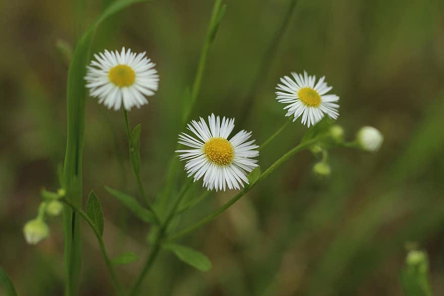 Chamomile, Flowers, Plants, White Flower, Petals, Bloom, Flora, Meadow, Grass, Botany, Nature