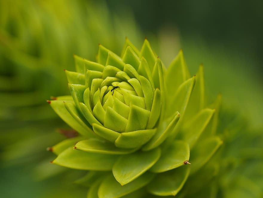 houseleek, ζουμερός, φυτό, Rosette Succulent, φύλλα, πράσινος, φύση, closeup