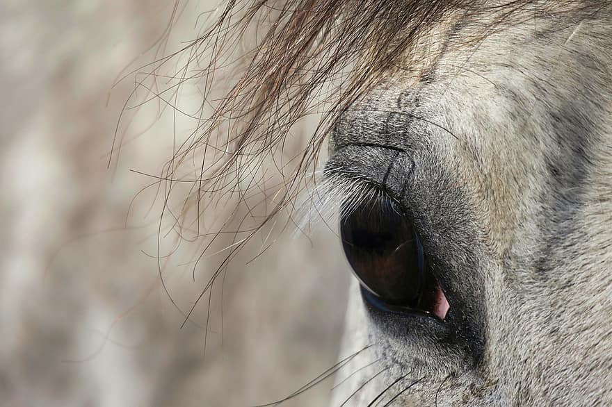 घोड़ा, आंख, पलकें, मैक्रो, जानवर, सस्तन प्राणी, घोड़े का, क्लोज़ अप, पशु का सिर, जानवर की आँख, बिना बधिया किया घोड़ा
