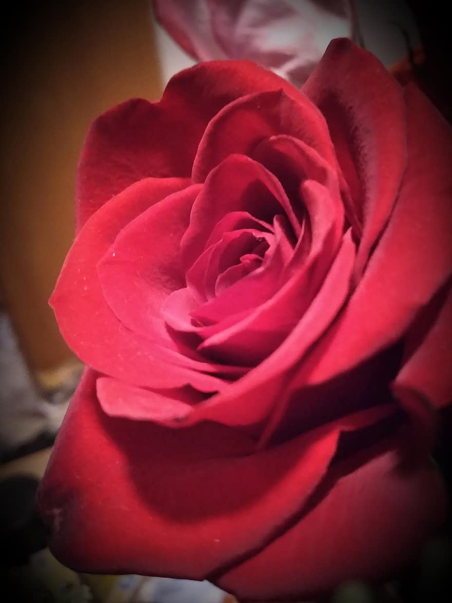 červená růže, květ, okvětní lístky, růže, červená květina, rostlina, flóra, okvětní lístek, detail, romantika, jediný květ