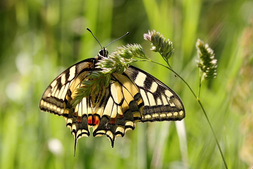 swallowtail, serangga, kupu-kupu, padang rumput, ilmu serangga, merapatkan, makro, multi-warna, warna hijau, musim panas, sayap binatang