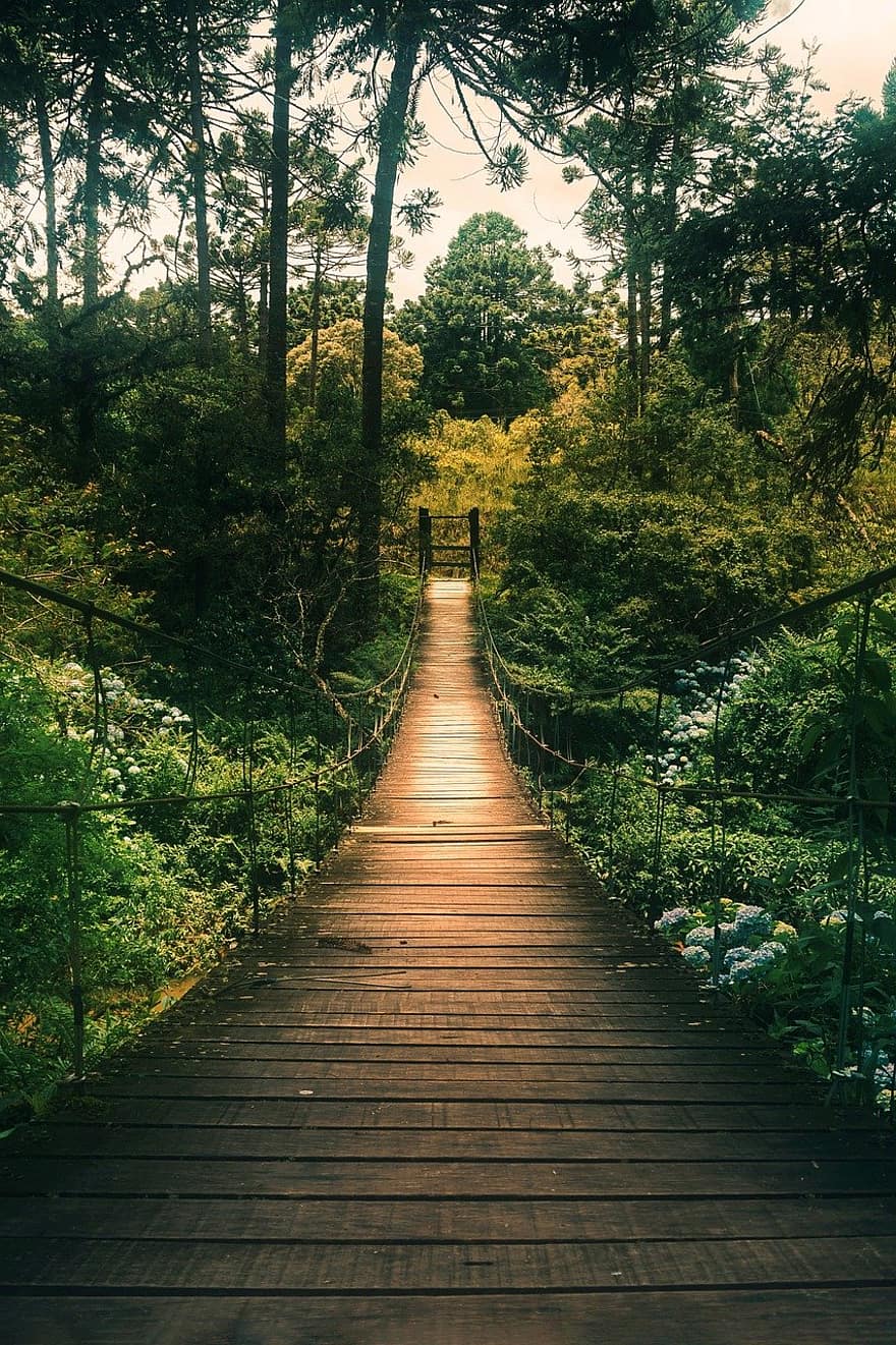 most, ścieżka, drzewa, odchodzi, listowie, las, drewno, deski, wegetacja, perspektywiczny