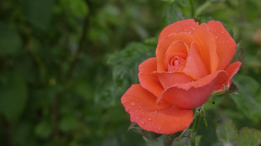Rose, Garten, Sommer-, blühen, romantisch, Orange, Blütenblätter, Nahansicht, Schönheit