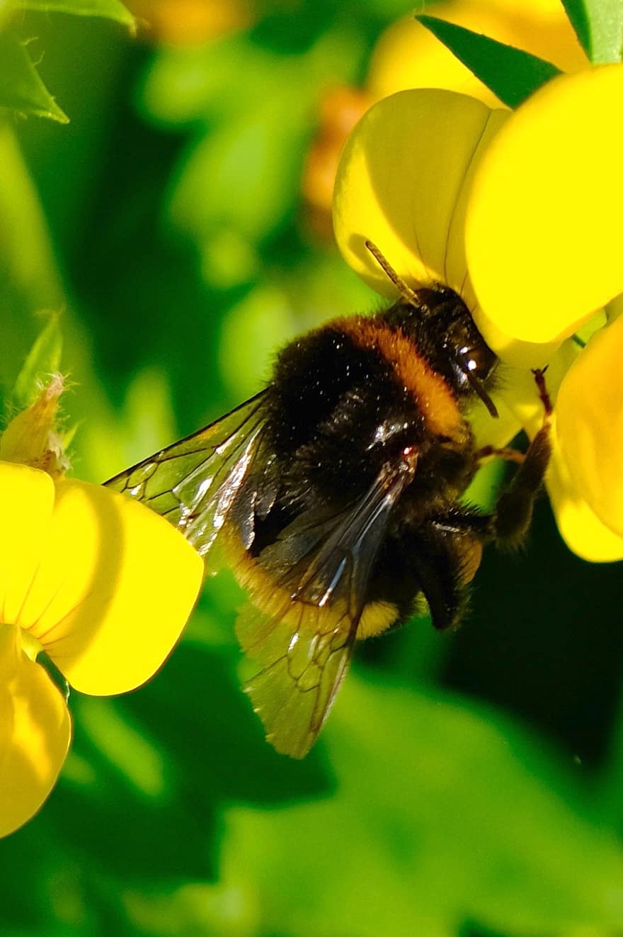 джміль, бджола, комаха, запилюють, запилення, квітка, крилате комаха, крила, природи, перетинчастокрилі, ентомологія