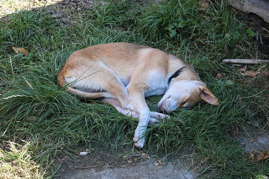 perro, mascota, animal, dormido, mamífero, canino, linda, mascotas, hierba, perrito, perro de raza pura