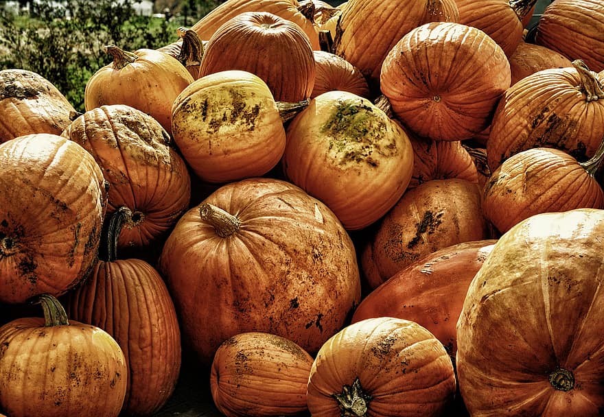 Pumpkins, Autumn, Fall, Halloween, Healthy, Pumpkin Patch, Organic, Seasonal, pumpkin, agriculture, food