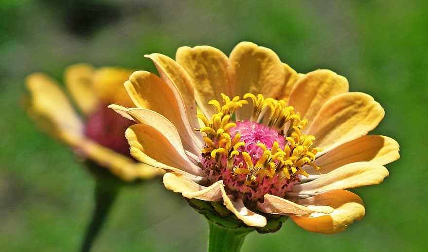 Zinnia, Flowers, Yellow Flowers, Garden, Nature, close-up, flower, plant, summer, petal, flower head
