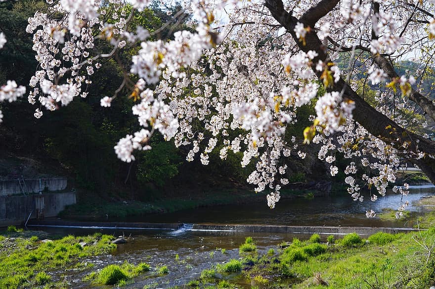 桜の花、大韓民国、春、自然、フラワーズ、屋外、谷、風景、木、花、水