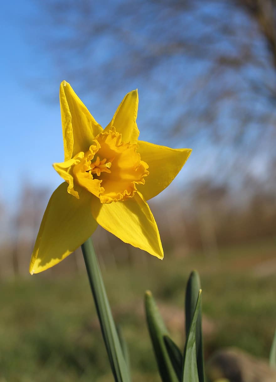 floare, sălbatice daffodil, a inflori, inflori, botanică, petale, creştere, plantă, primăvară, galben, a închide