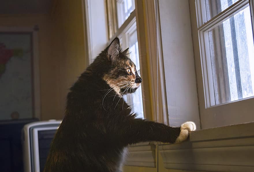 gato, mascota, animal, ventanas, Estar atento, nacional, felino, Gato domestico, mascotas, linda, animales domesticos