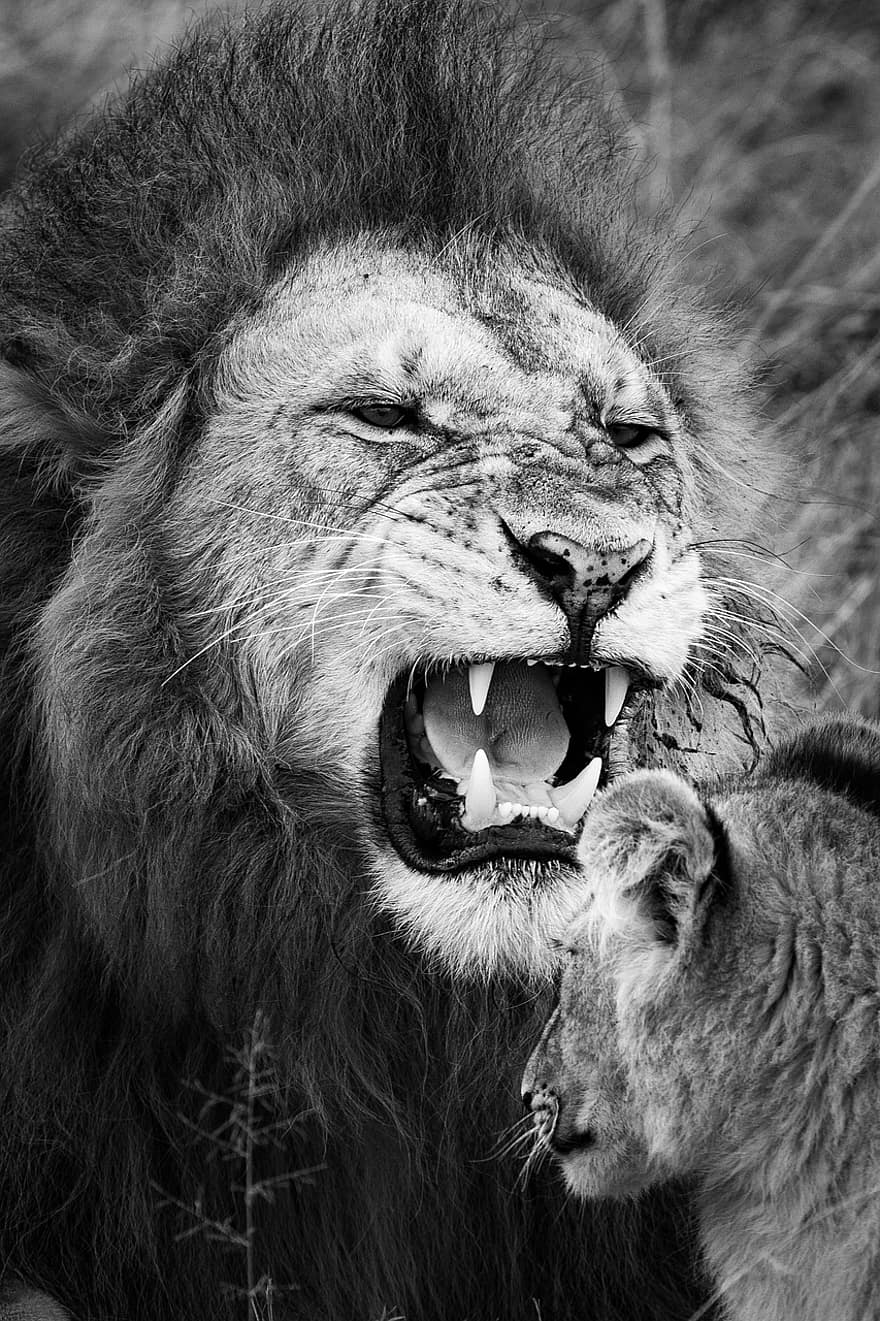 leoni, cucciolo, rawr, cucciolo di leone, animali, mammiferi, grandi felini, predatore, carnivoro, natura, arrabbiato