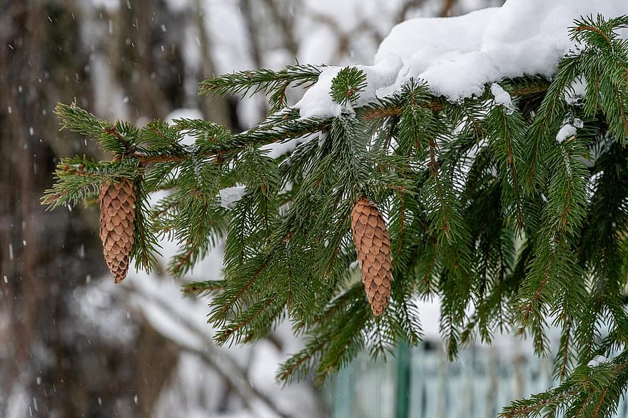 szyszki sosnowe, drzewo, śnieg, zimowy, igły sosnowe, odchodzi, gałęzie, gałązki, mróz, zimno, krzak