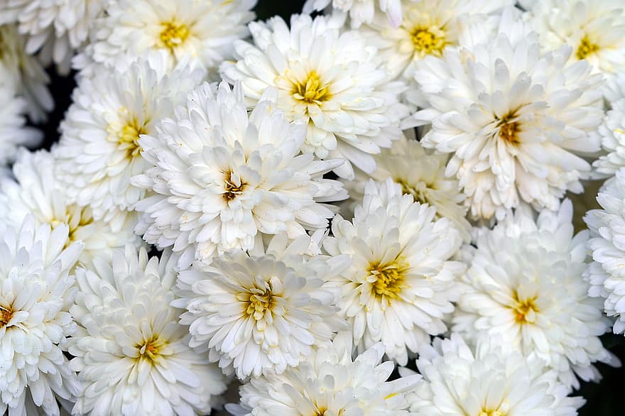 chrysanten, bloemen, planten, witte bloemen, bloemblaadjes, bloeien, natuur