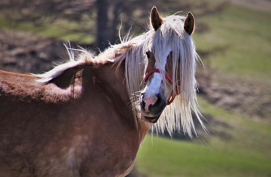 le cheval, sûrement, Regardez, vent, la crinière, haflinger, animaux, les pâturages, tête, prairies, marron