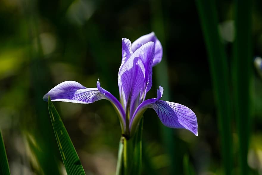 iris, blomst, anlegg, petals, Wildflower, flora, vår, natur, nærbilde, petal, blad