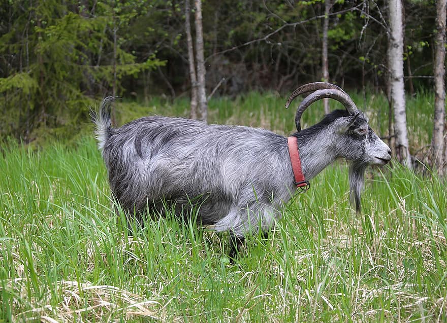 Goat, Nanny Goat, Gray, Antlers, Meadow, Forest, Agricultural, grass, farm, cute, rural scene