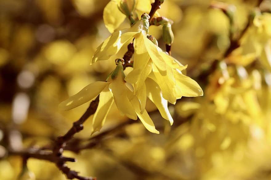 Forsythia, Flowers, Branch, Petals, Yellow Flowers, Bush, Spring, Beginning Of Spring, Early Bloomer, Ornamental Shrub, Bloom