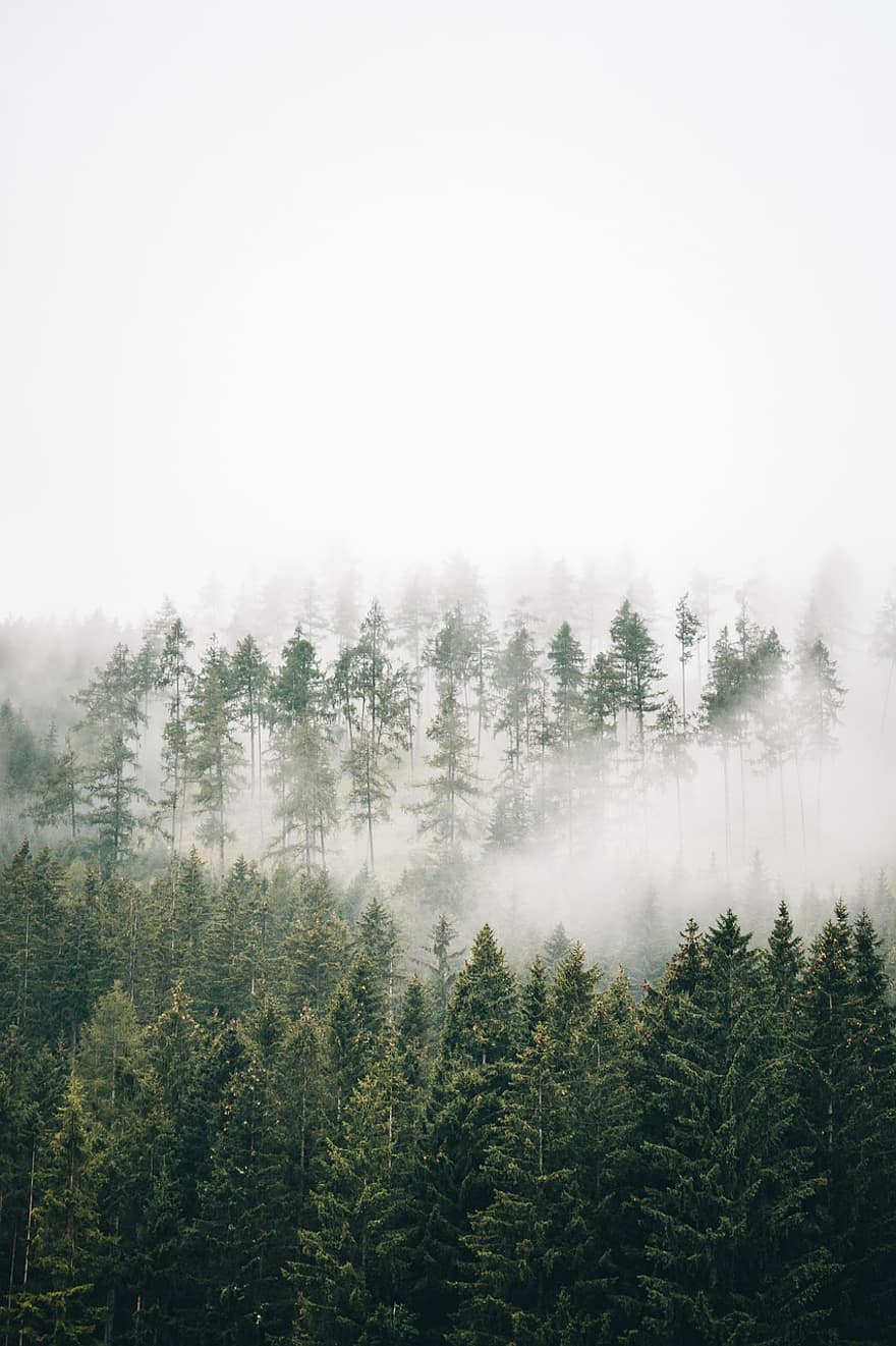 森林、木、霧、風景、自然、森の中、針葉樹、雲、霧の、朝、気分