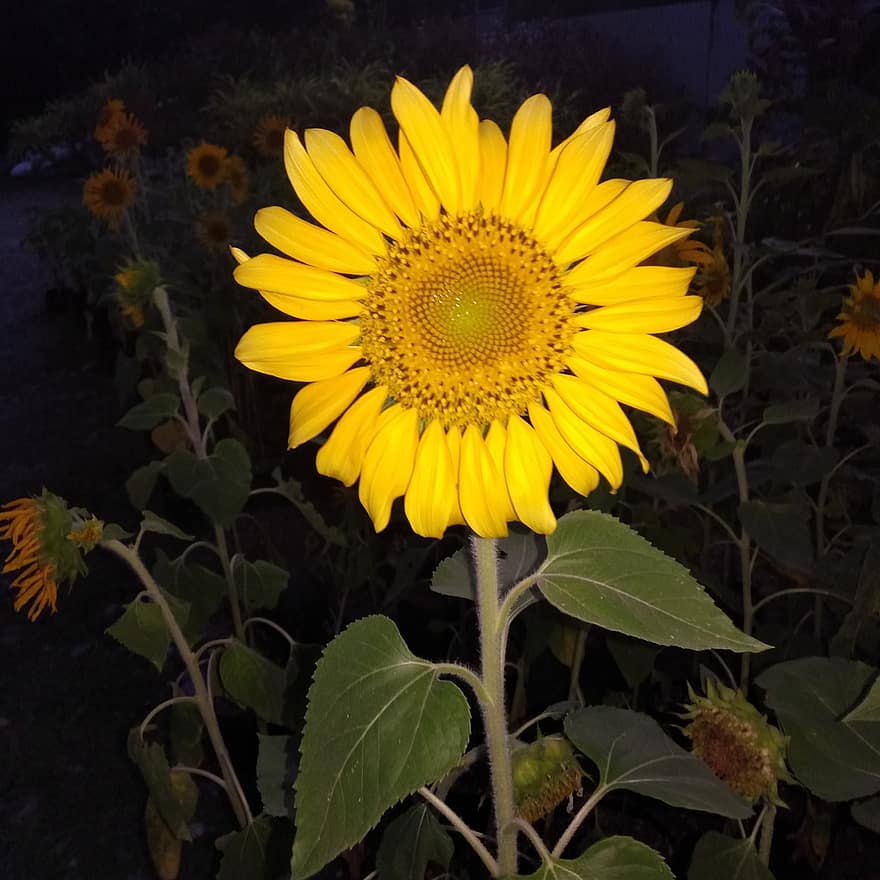 solsikke, natur, vakker, gul blomst, night
