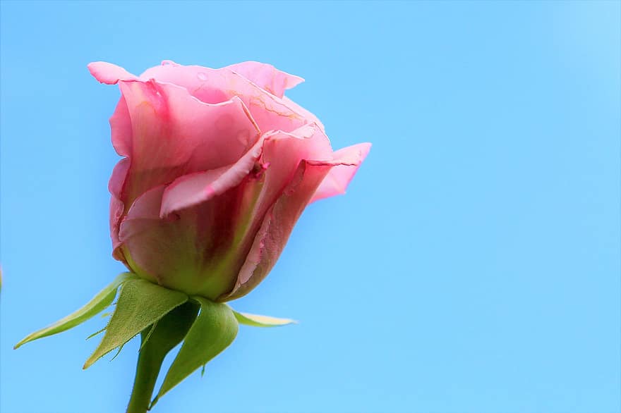 Rosa, Rosa rosada, flor, floración, flora, pétalos de rosa, floricultura, horticultura, botánica, planta, naturaleza