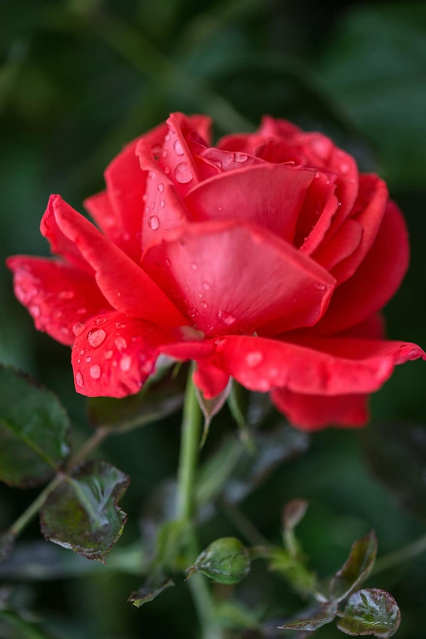 ดอกกุหลาบ, สีแดง, ดอกไม้, สวย, หยดน้ำ, วิ่งออกไป, เปียก, ฝน, ใบกุหลาบ