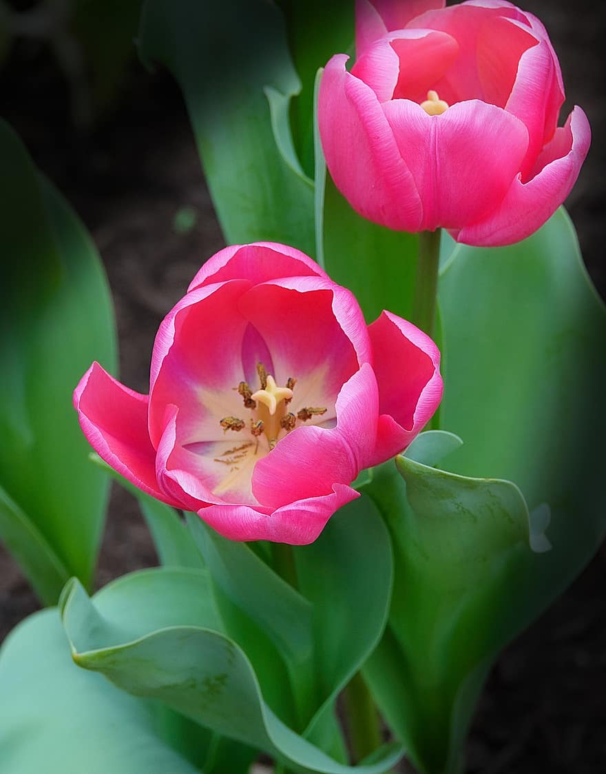 tulipaner, blomster, planter, lyserøde tulipaner, kronblade, flor, flora, forår, natur, plante, blomst