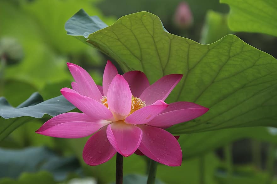 lotus, fleur, plante, pétales, fleur rose, nénuphar, feuille, Floraison, plante aquatique, flore, gouttes de pluie