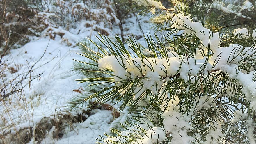 Pine, Needles, Snow, Winter, Spruce, Frost, Ice, Leaves, Sprig, Branch, Twig