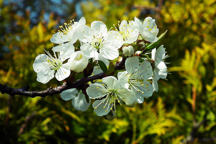 Flowers, Spring, Pear Blossom, Botany, Growth, Bloom, Blossom, Nature, Petals, flower, close-up