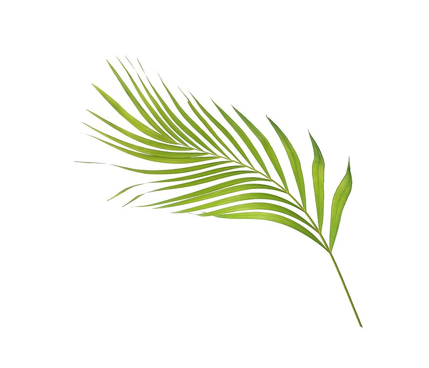 palm, blad, bladeren, groen, tropisch, fabriek, zomer, exotisch, natuur, plantkunde, varenblad