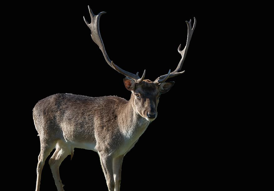 Animal, Fallow Deer, Mammal, Species, Fauna, Wildlife, deer, animals in the wild, horned, stag, doe