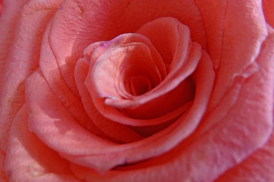 rosa, fiore, rosa fiorita, petali, petali di rosa, fioritura, fiorire, flora, natura, avvicinamento, petalo