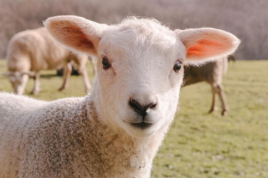 schapen, lam, dier, zoogdier, vee, wol, farm, natuur, schattig, detailopname, weide