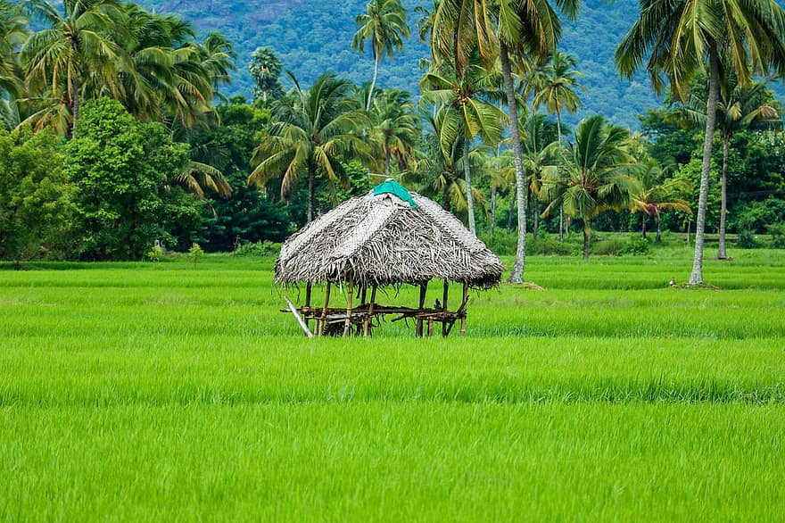 természet, rizsföld, szitakötő, kiabálás, Indonézia, kerala, tanya, évszaki, hántolatlan rizs, tájkép, bali