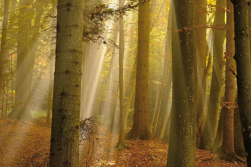 森林、太陽光線、霧、もや、自然、風景、秋